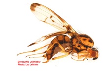 Drosophila plantitibia